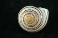 藏品(班卡拉蝸牛)的圖片